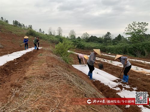 宜章縣推廣環(huán)保地膜，筑牢農(nóng)田綠色屏障，助力土壤環(huán)境污染防治